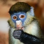 Символ 2016 года выберут среди обезьян зоопарка "Лимпопо"