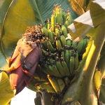 Банановый урожай зреет в тропическом саду "Амазонии"