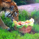 Олег Сорокин подарил тигрице на День рождения корзину с мясом
