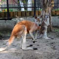 Большой рыжий кенгуру (Macropus rufus)