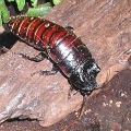 Мадагаскарский таракан (Gromphadorhina)