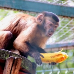 Первым урожаем бананов в зоопарке "Лимпопо" угостили животных