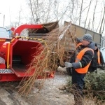 Переработанные новогодние елки начнут вторую жизнь в зоопарке "Лимпопо"