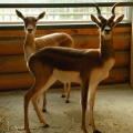 Антилопа гарна (Antilope cervicapra)