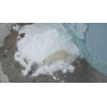 Первый снег для белой медведицы в разгар лета
