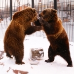 Бурые медведи в зоопарке "Лимпопо" по традиции не впали в спячку