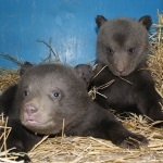 Бурые медведи в зоопарке "Лимпопо" снова стали родителями!