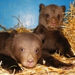 В медвежьей берлоге зоопарка "Лимпопо" оказалось двое детёнышей