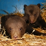 Январские малыши: в зоопарке "Лимпопо" родились медвежата