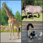 Зоопарк без границ: нижегородцы смогут побывать в вольерах экзотических животных