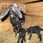 Подарок к празднику: нубийские козлята родились в "Лимпопо" 23 февраля