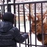 Бесплатно в зоопарк "Лимпопо" 27 января идут ВИКТОРЫ и АННЫ
