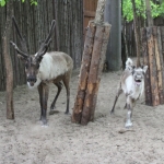 Северный олень и выдра встретились с невестами в зоопарке "Лимпопо"