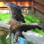 Крупный крылатый хищник – орлан-белохвост – поселился в зоопарке "Маленькая страна" г.Балахна