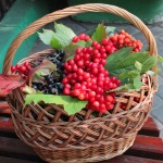 Лучших сборщиков ягод для животных наградят бесплатным походом в "Лимпопо"