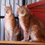 Нижегородцы узнают больше о диких "кошках"