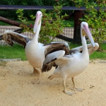 Розовые пеликаны 11.08.2015