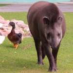 Фотофакт: тапир подружился с уточкой в зоопарке "Лимпопо"
