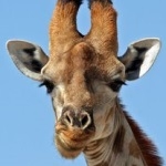О жестоком убийстве жирафа Мариуса в зоопарке Копенгагена