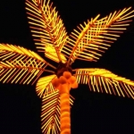 Пальма в Лимпопо