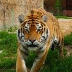 Амурский тигр Эмир