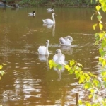 Лебеди в водоеме
