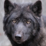 Черный волк (канадский)
