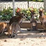 Семейство кенгуру Беннета