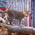 Леопард Джага