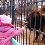 Большому количеству посетителей были рады питомцы зоопарка
