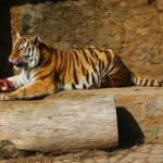 Тигр обедает