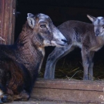 Новорожденный муфлон с мамой 6.05.12