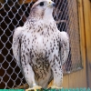 Сокол-балобан (Falco cherrug)