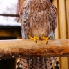 Обыкновенная пустельга (Falco tinnunculus)