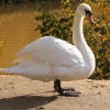 Лебедь-шипун (Cygnus olor)