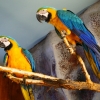 Сине-желтый ара (Ara ararauna)