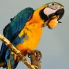 Сине-желтый ара (Ara ararauna)