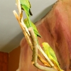 Малый кольчатый (ожереловый) попугай (Psittacula krameri)