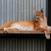 Рысь (Lynx lynx)