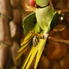 Большой кольчатый попугай (Psittacula eupatria)