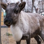 Северный олень и птицы-носороги поселились в "Лимпопо"