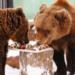 Медведь Балу из зоопарка "Лимпопо" отметил второй День рождения