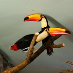 Дом птиц с экзотическими обитателями открылся в зоопарке "Лимпопо"
