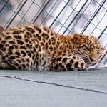 В зоопарке "Лимпопо" появился дальневосточный леопард