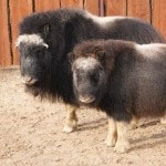 Зоопарк "Лимпопо" объявляет конкурс на лучшие клички для овцебыков