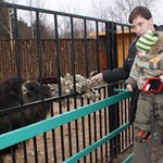 Нижегородцы назвали овцебыков из зоопарка "Лимпопо" Фимой и Нанной