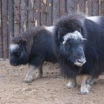 В зоопарке "Лимпопо" поселилась пара овцебыков