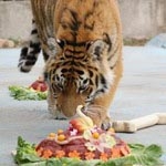 Тигр Эмир в День рождения предпочел мяч мясному торту