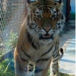 Тигр Эмир из зоопарка «Лимпопо» отпразднует первый День рождения