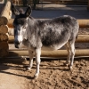 Домашний осел (Equus asinus dom)